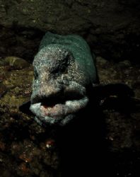 'Grandpa Wants a Kiss' Wolf eel at Day Island Wall, Tacom... by Greg Amptman 
